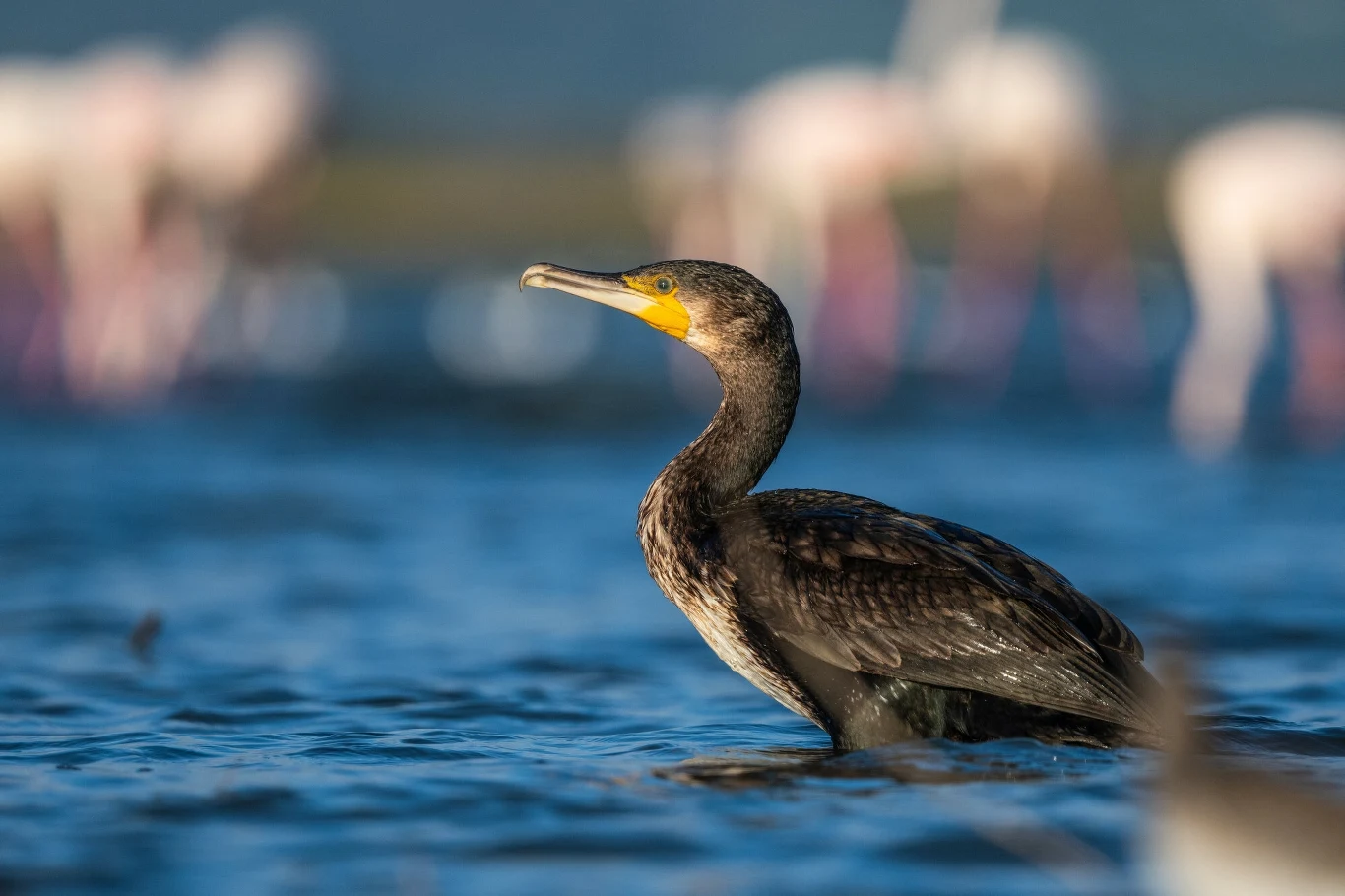 Kormoran zanurzony w wodzie z wyraźnym focusem na jego czarno-brązowe upierzenie i żółty dziób, w tle rozmazane postacie innych ptaków na rozmytej plaży.