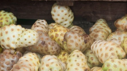 Owoce tego drzewa wspierają funkcjonowanie wątroby i układu odpornościowego.