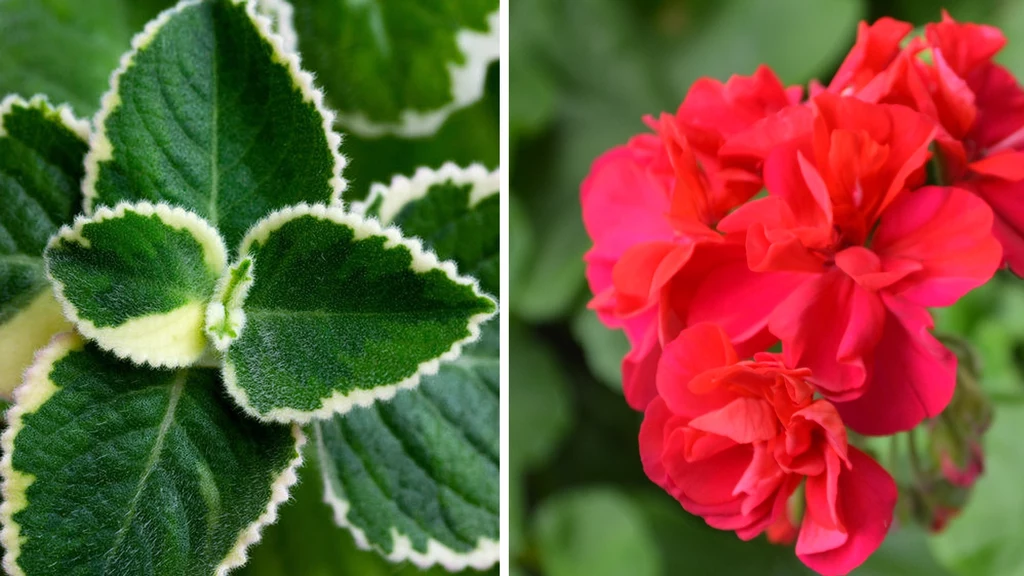 Pelargonia i komarzyca Pelargonia i komarzyca
