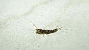 Jak pozbyć się rybików z łazienki? Sprytny trik bez wysiłku