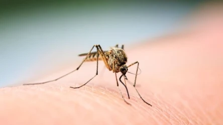 Cieplejsze dni  oznaczają powrót komarów 