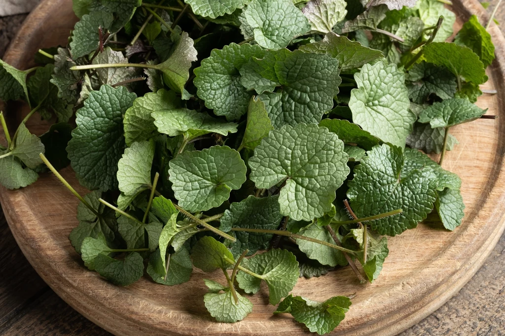 Roślina wydziela charakterystyczny aromat Świeże liście rukoli ułożone na drewnianej desce, tworzące zielony, naturalny wygląd.