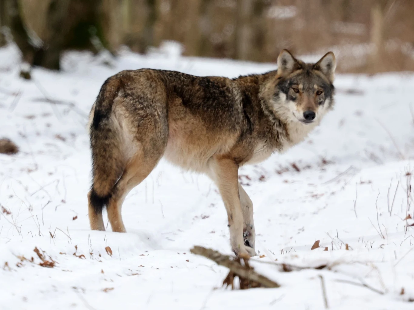 Wilk na ośnieżonej leśnej ścieżce, zwrócony w stronę fotografa, z puszystą sierścią w odcieniach szarości i brązu. W tle widać zamazany las.
