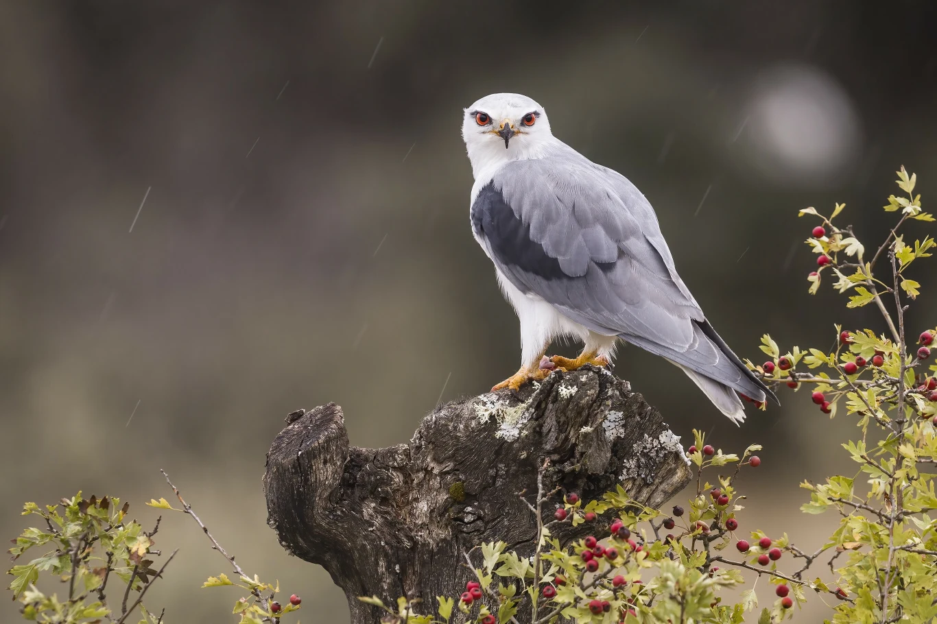 Drapieżny ptak o białej i szarej tonacji upierzenia siedzi na starym pniu drzewa. W tle rozmyta przyroda, a w pobliżu znajdują się czerwone owoce na krzewie. Ptak ma przykuwające uwagę czerwone oczy.