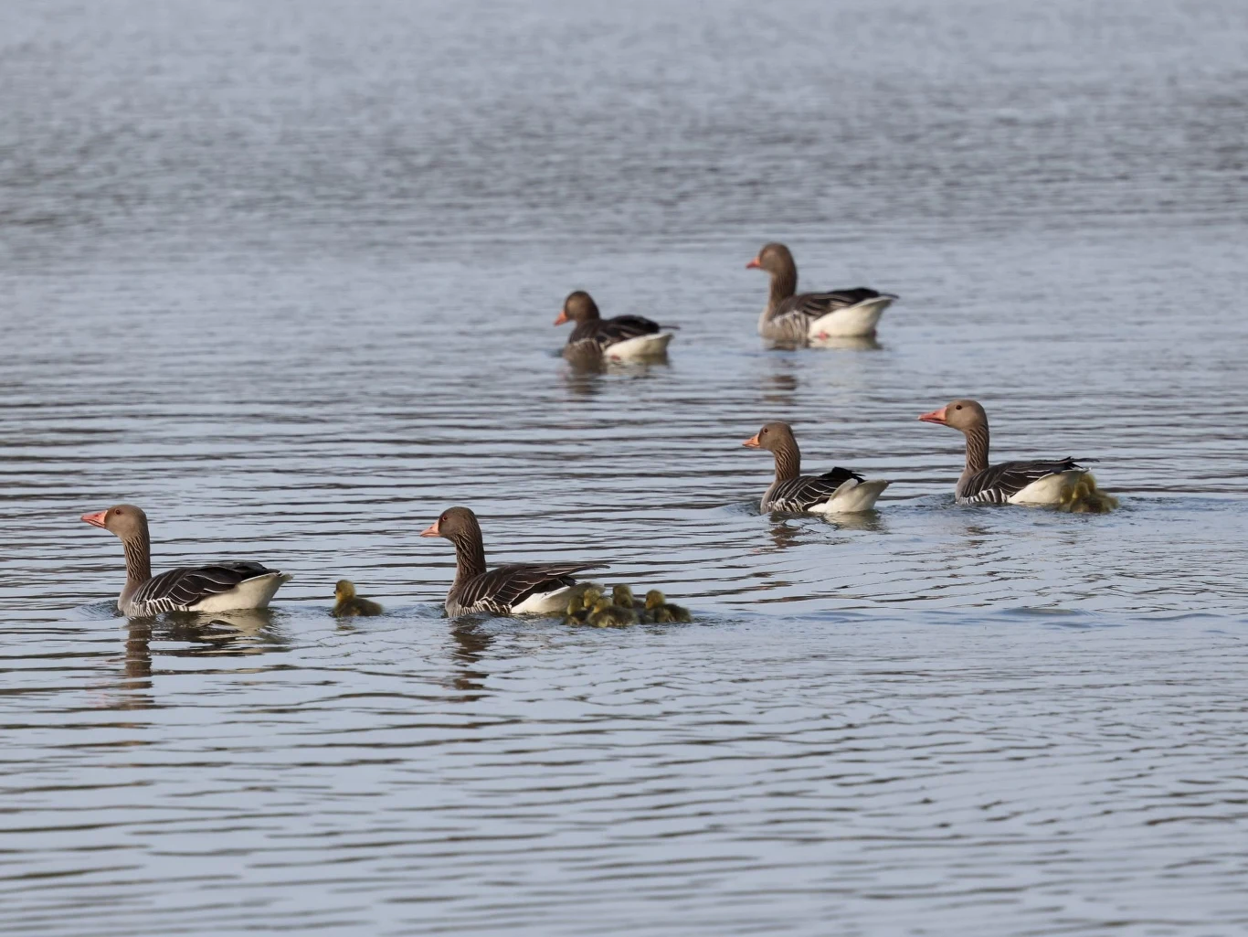 Grupa dzikich gęsi płynie po powierzchni wody. Widać wyraźnie dorosłe gęsi oraz kilka piskląt w stadzie, sunących po spokojnej tafli jeziora.