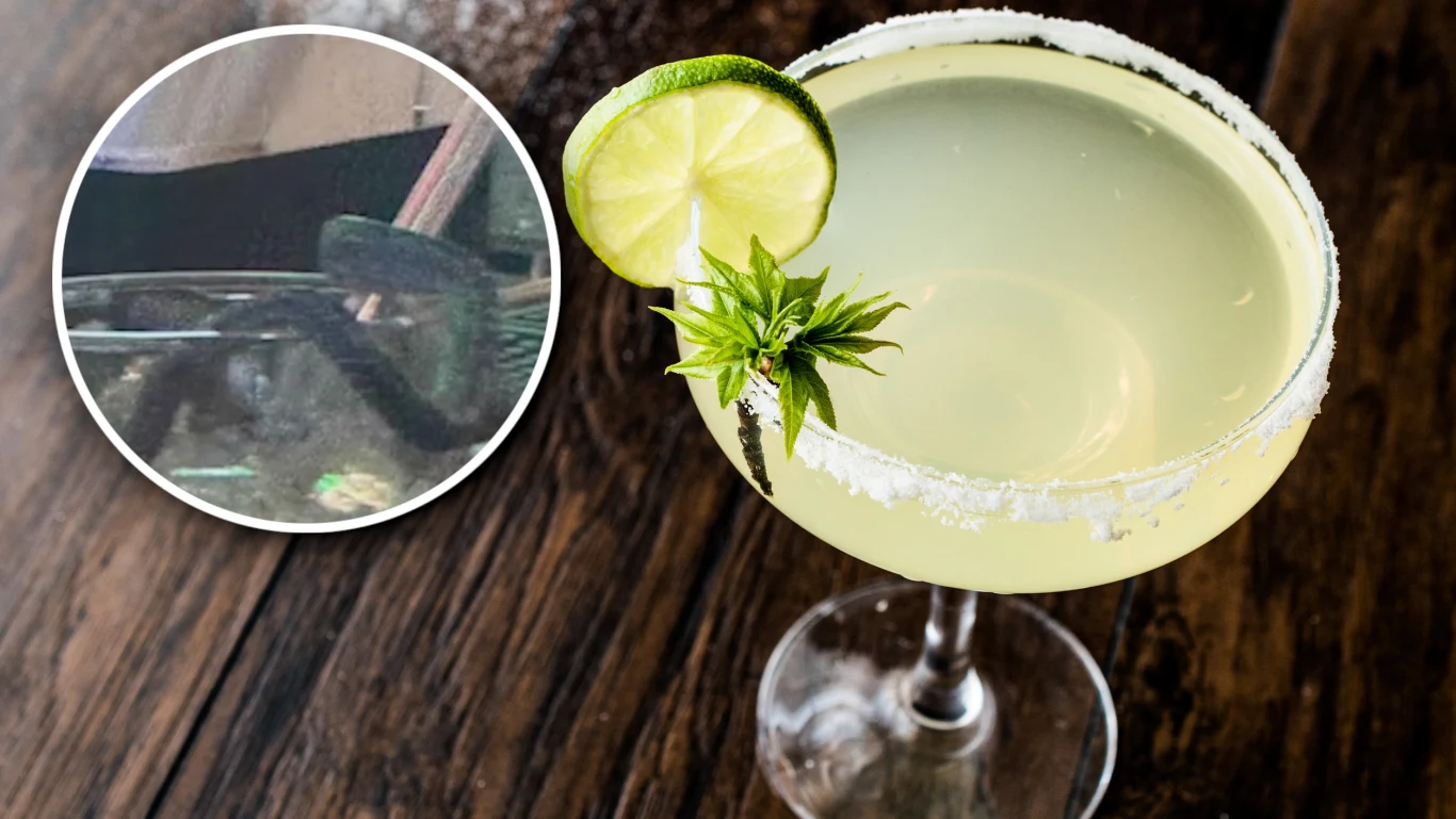 Kobieta w Wirginii bardzo się wystraszyła, gdy do jej napoju wpadł wąż Koktajl margarity na drewnianym stole, ozdobiony plasterkiem limonki i solą na krawędzi szklanki. W lewym górnym rogu wstawka o nieokreślonym obiekcie, prawdopodobnie w akwarium.