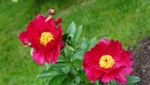 Nazywają je kwiatami miłości i bogactwa. Są łatwe w uprawie i obłędnie pachną