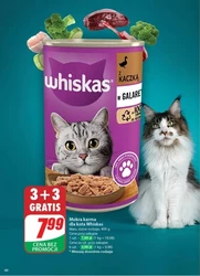 Majówka z Dino! 