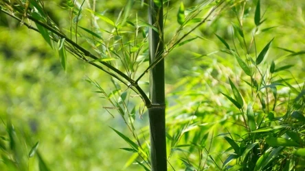 Bambus Bisseta (Phyllostachys bissetii) jest odradzany przez naukowców. 