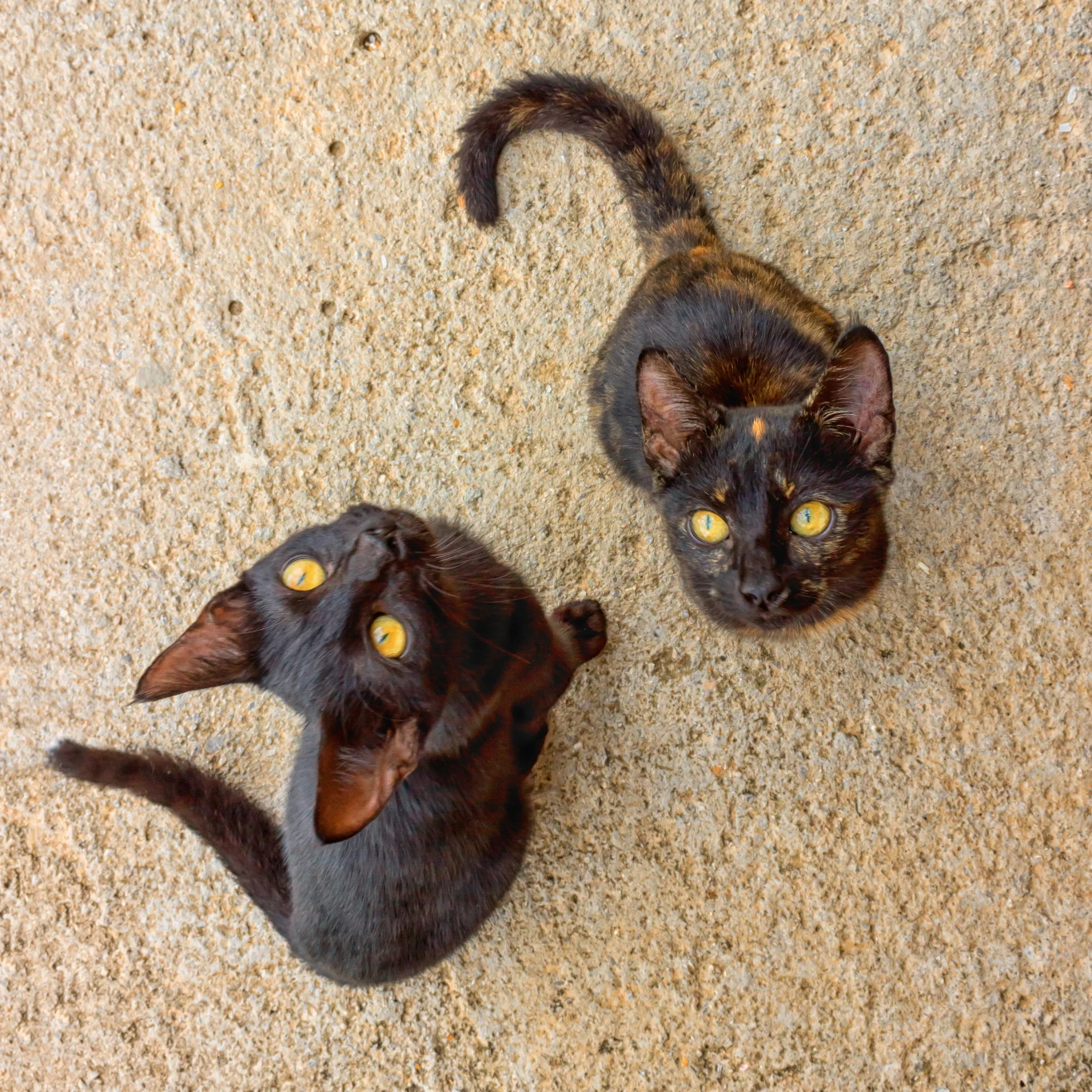 Dwa czarne koty patrzące w górę, siedzące na szorstkiej, betonowej powierzchni. Kota charakteryzują żółte oczy i lśniąca sierść.