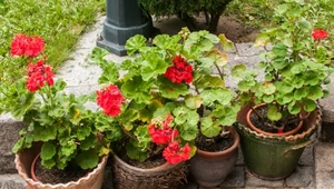 Umieść w ogrodzie lub na parapecie. Muchy będą trzymać się z daleka