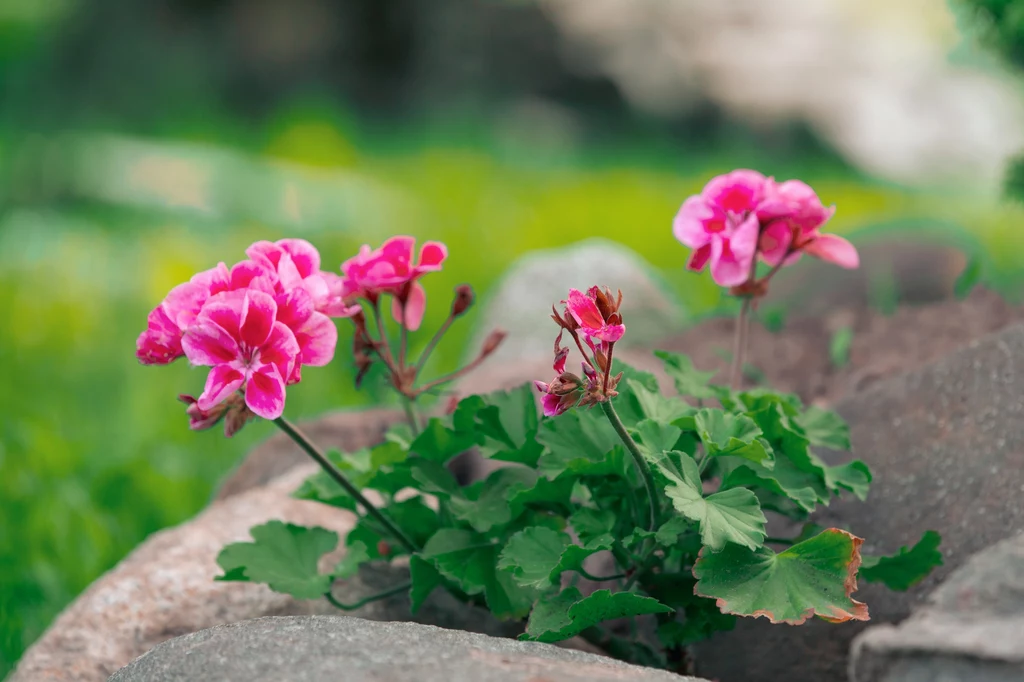 Ozdobna pelargonia pełni też praktyczne funkcje Różowe pelargonie rosnące pomiędzy kamieniami na tle zielonej trawy.