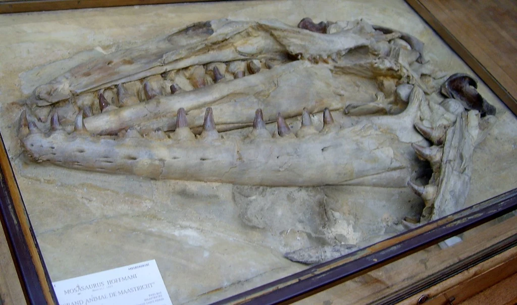 Szczątki prehistorycznego zwierzęcia z dużymi zębami, umieszczone w szklanej gablocie na wystawie muzealnej. Widoczne są szczegóły struktury czaszki oraz duże kły.