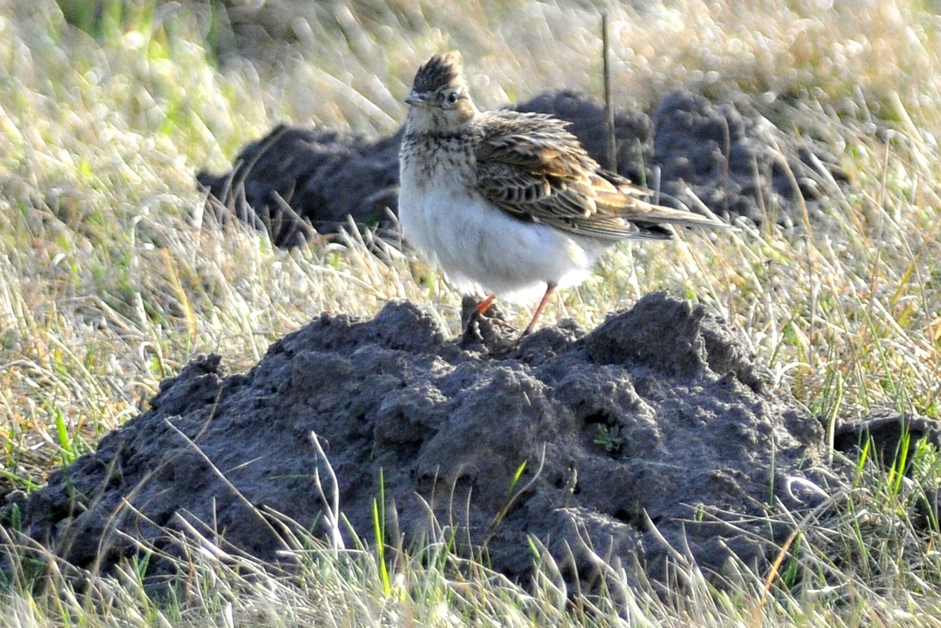 Skowronek siedzący na kretowisku na łące, w otoczeniu suchej trawy i podobnych wzgórków.