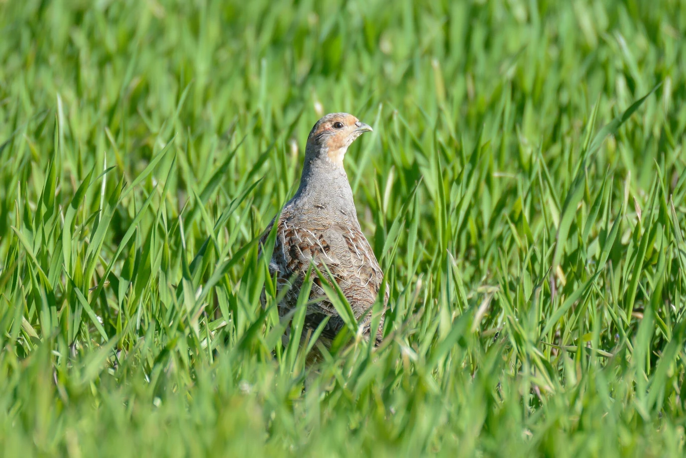 Kuropatwa siedząca w wysokiej zielonej trawie z lekko podniesioną głową, jakby czujnie obserwowała otoczenie. Ptaka cechuje brązowa i szara kolorystyka z wyraźnymi detalami na piórach.