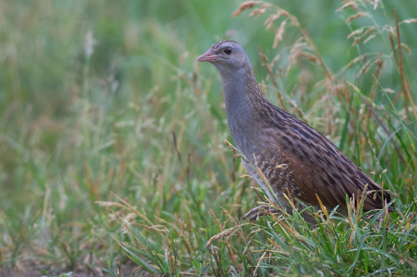 Derkacz stoi pośród wysokiej trawy na łące. Jego szare i brązowe upierzenie harmonizuje z otoczeniem, co utrudnia dostrzeżenie go w naturze. Scena jest spokojna i naturalna.