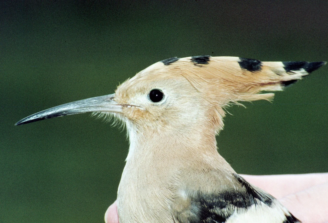 Ptak o długim, cienkim dziobie i charakterystycznym czubku o czarno-beżowym ubarwieniu. Znajduje się na tle rozmytej zieleni, co podkreśla jego naturalne barwy. W tle widać rękę, co sugeruje, że ptak jest trzymany lub badany.