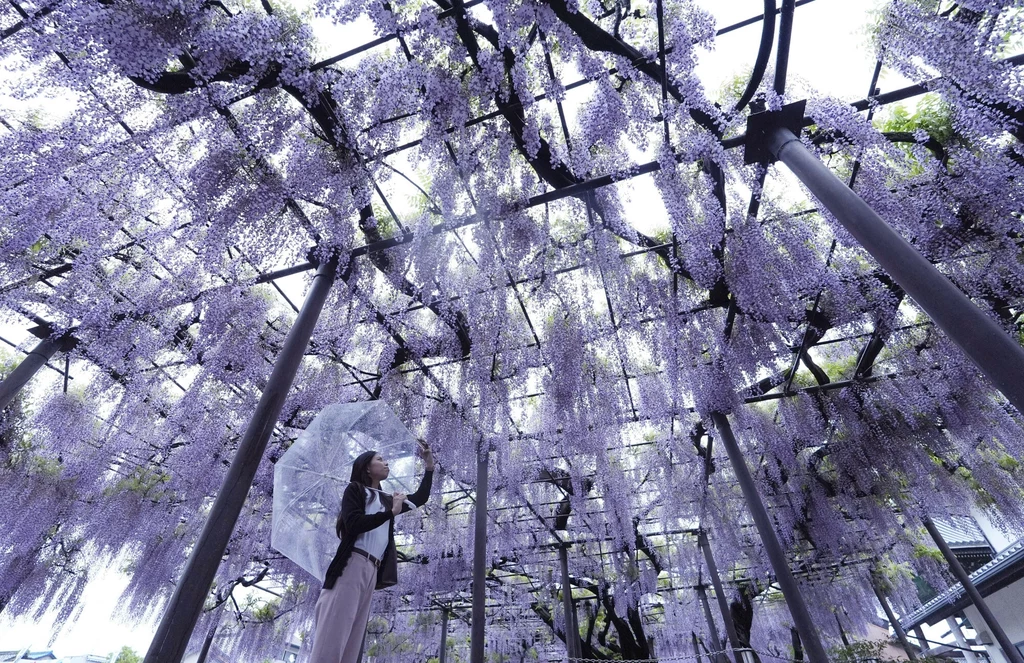 Spektakularna wisteria w Japonii. Pochodzą stąd wielkie gatunki tej rośliny Kobieta z parasolem spaceruje pod konstrukcją pokrytą gęsto kwiatami fioletowej wisterii. Kwiaty tworzą gęsty baldachim, przez który przebija się naturalne światło, tworząc niezwykłą atmosferę.