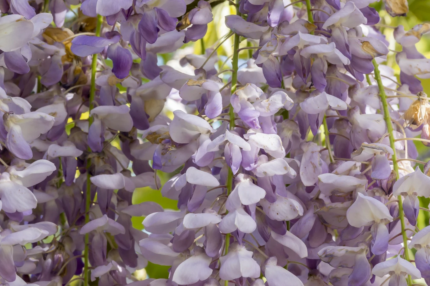 Gęste kiście kwiatów glicynii o delikatnym fioletowym odcieniu, otoczone zielonymi liśćmi.
