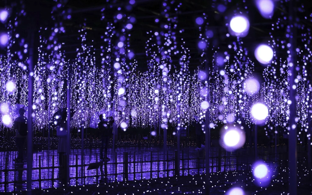 Iluminacja z wisteriami w Japonii
