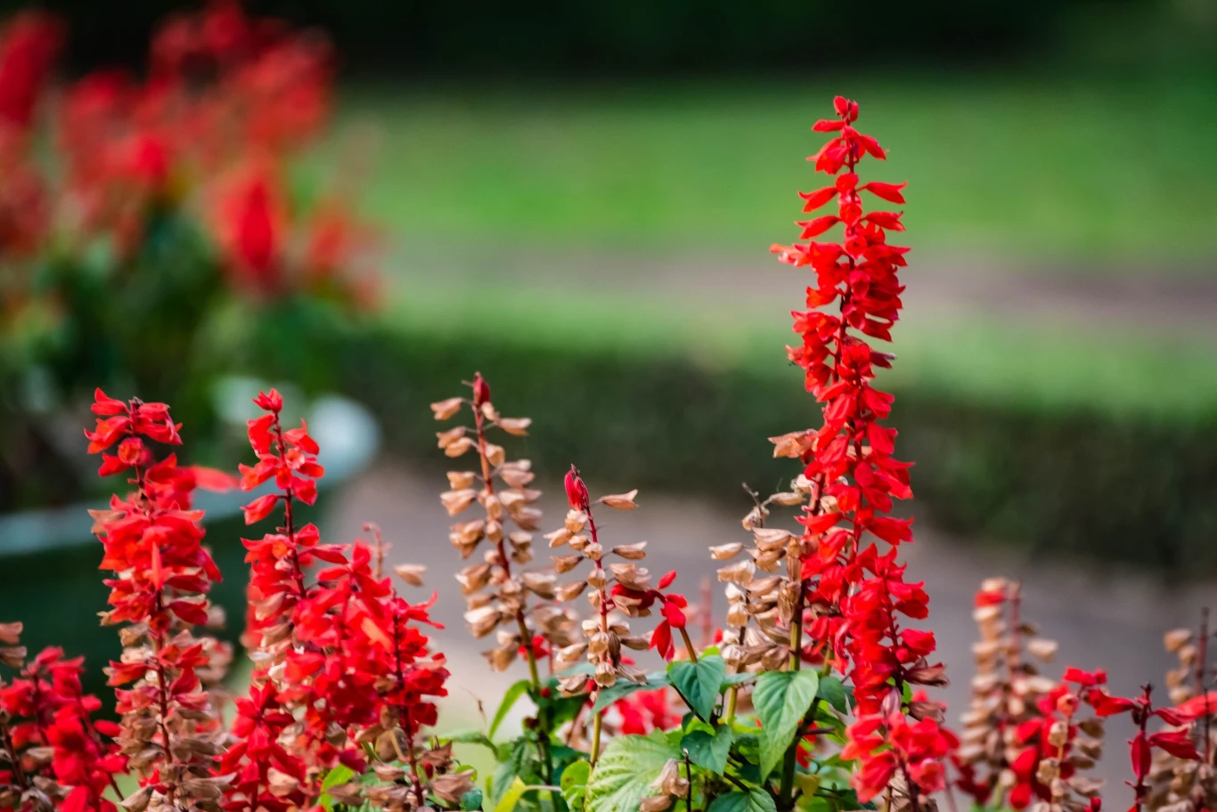 Jaką roślinę wybrać na balkony południowy? Jaką roślinę wybrać na balkony południowy?
