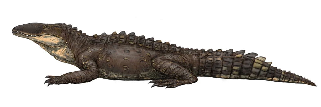 Sebecus icaeorhinus - jeden z amerykańskich krokodylomorfów Aligator leżący na białym tle, z wyraźnie zaznaczonymi łuskami i charakterystycznym długim ogonem.