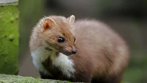 Dama z łasiczką czy gronostajem? Quiz o polskich łasicowatych