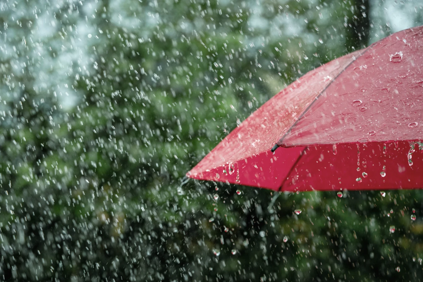 Nowa technologia wykorzystuje energię kropli padających na ziemię Czerwony parasol w deszczu wśród zielonych drzew, krople wody widoczne na pierwszym planie.