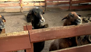 Owce strażniczki w polskim zoo. Beczą, gdy wyczują intruza