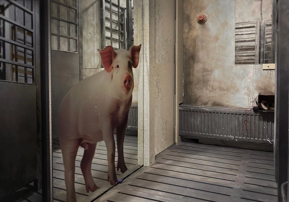 Szokujący escape room ma za zadanie pokazać, przez co przechodzą polskie świnie Szokujący escape room ma za zadanie pokazać, przez co przechodzą polskie świnie