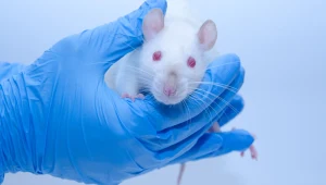 Szczury zaczęły sięgać po konopie. Kluczowy okazał się znany nam stan