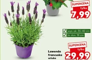 Лаванда Ok.