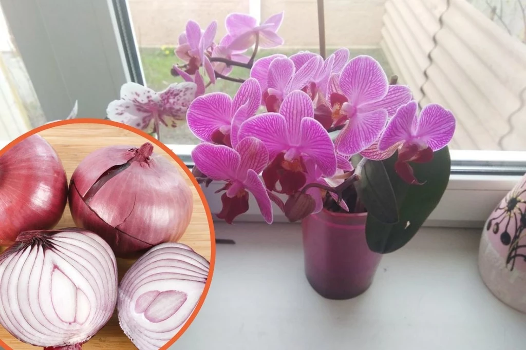 Naturalne nawozy świetnie sprawdzają się w przypadku storczyków. Świetnie zadziała m.in. odżywka z cebuli Naturalne nawozy świetnie sprawdzają się w przypadku storczyków. Świetnie zadziała m.in. odżywka z cebuli