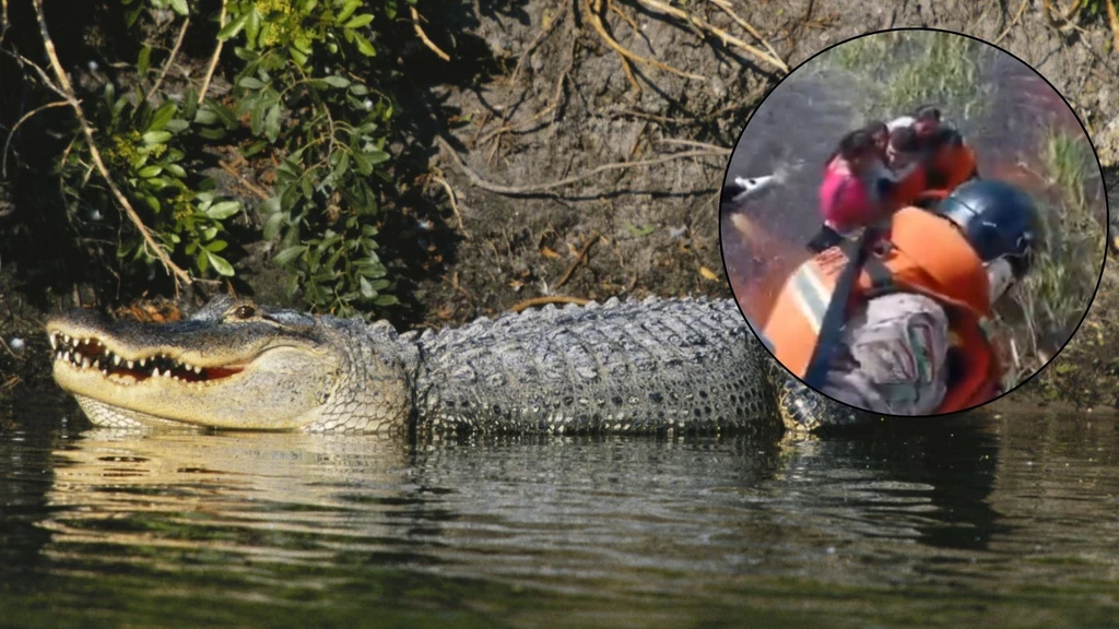 Boliwia. Pasażerowie awionetki uratowani przed krokodyle Boliwia. Pasażerowie awionetki uratowani przed krokodyle