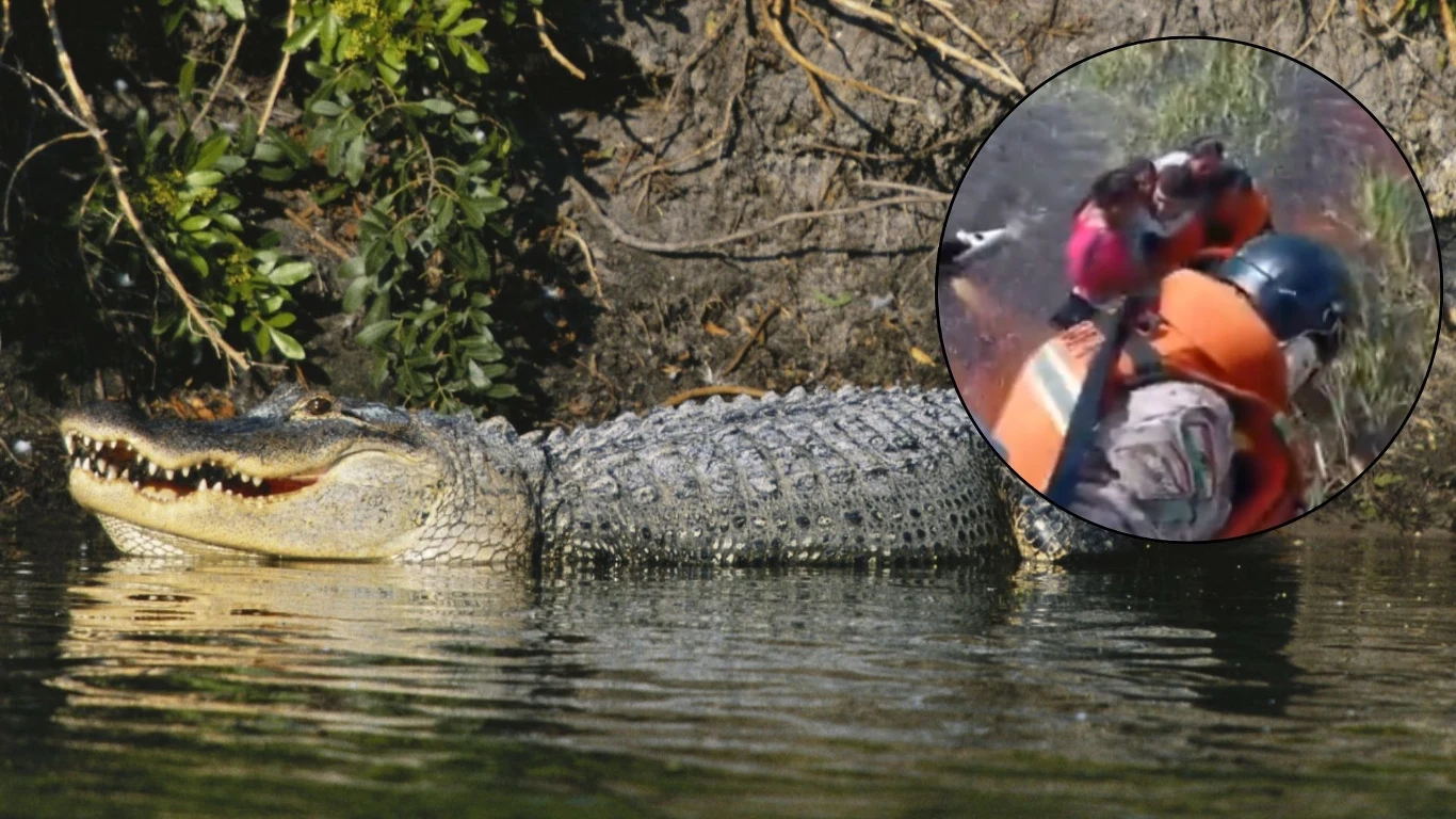 Boliwia. Pasażerowie awionetki uratowani przed krokodyle Aligator płynący spokojnie w wodzie, otoczony zielenią. W rogu zdjęcia widoczny zbliżenie osoby w kamizelce ratunkowej podczas akcji ratunkowej na brzegu.