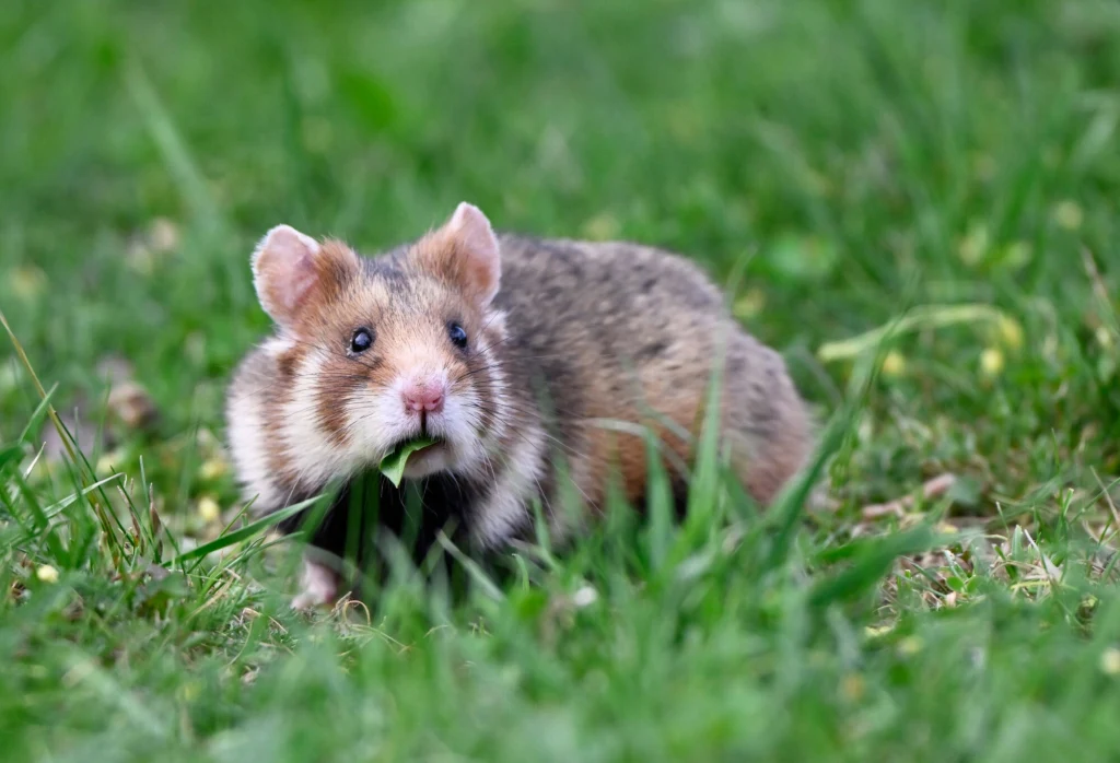 Chomik europejski, jedyny krytycznie zagrożony gatunek ssaka w Polsce, może wyginąć w ciągu najbliższych 25 lat na całym euroazjatyckim obszarze występowania Chomik na trawie, z zieloną łodygą w pysku, w otoczeniu zielonej roślinności.