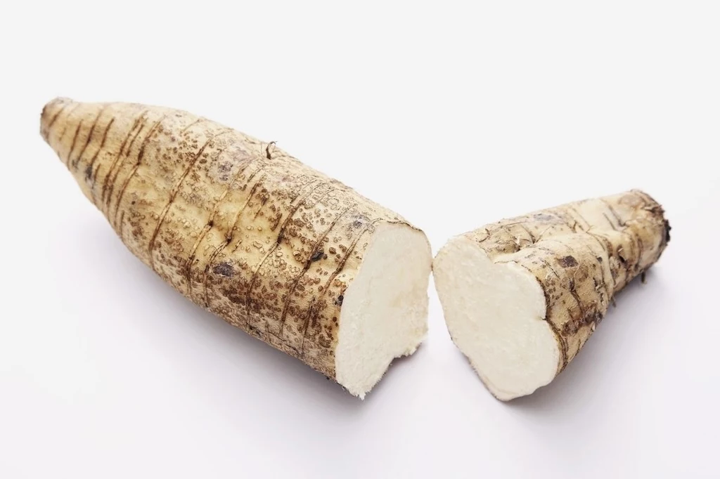 Korzeń kudzu może pomagać w leczeniu uzależnień Cały korzeń manioku wraz z przeciętą częścią, ukazującą biały miąższ wewnątrz, na białym tle. Korzeń ma szorstką, ciemną skórkę z widocznymi bruzdami. Przycięta część pokazuje teksturę i kolor miąższu.