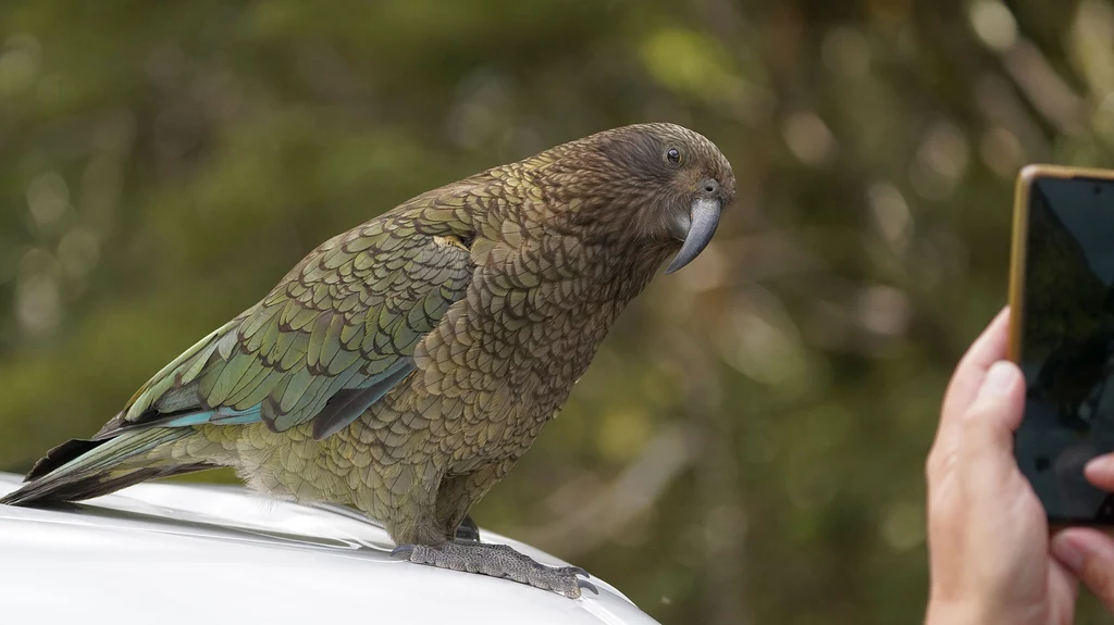 Kea pozuje do zdjęć Papuga kea o zielono-brązowym upierzeniu siedząca na dachu samochodu, fotografowana z bliska przy użyciu telefonu komórkowego, tło zamazane.