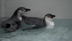 Pingwiny w krakowskim zoo