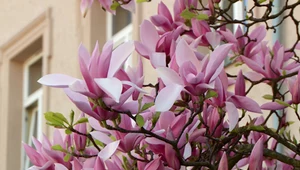 Piękne magnolie w Szczecinie. Można je znaleźć w aplikacji