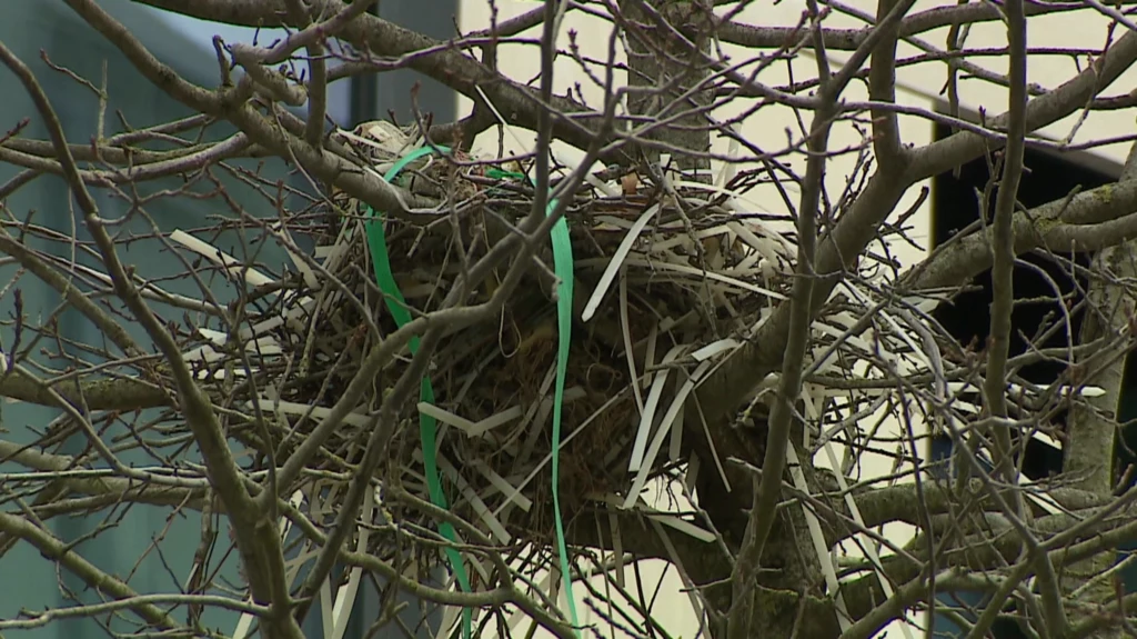 Gniazdo, które ptaki zbudowały z plastikowych opasek Gniazdo ptasie zbudowane z gałązek i wstążek, umieszczone na rozgałęzionym drzewie. W otoczeniu widać zimowy pejzaż z nagimi gałęziami.