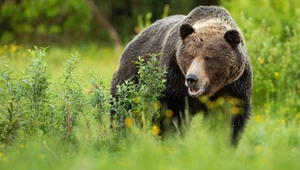 Obława za polską granicą. Zginą ich setki, w akcji wojsko i drony