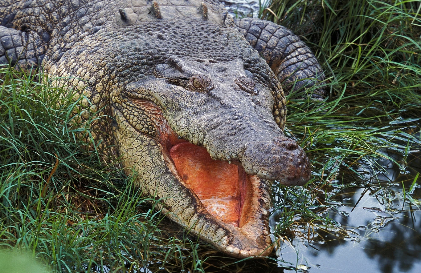 Krokodyl leżący na brzegu wśród trawy z szeroko otwartą paszczą. Jego masywne ciało i łuski są dobrze widoczne, a ostre zęby są wyeksponowane. W tle widoczne są wody stawu lub rzeki.