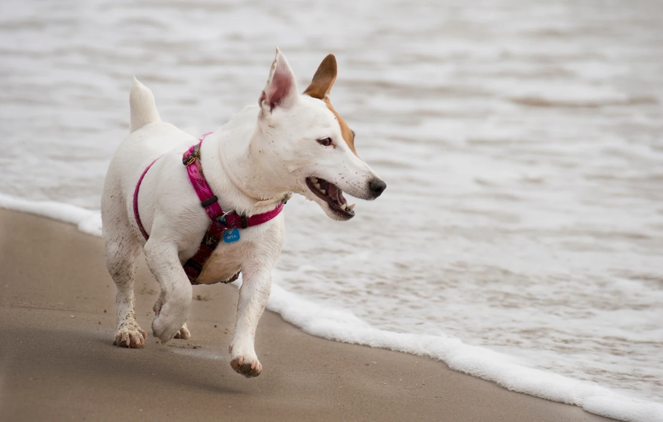 Gdzie na spacer z psem