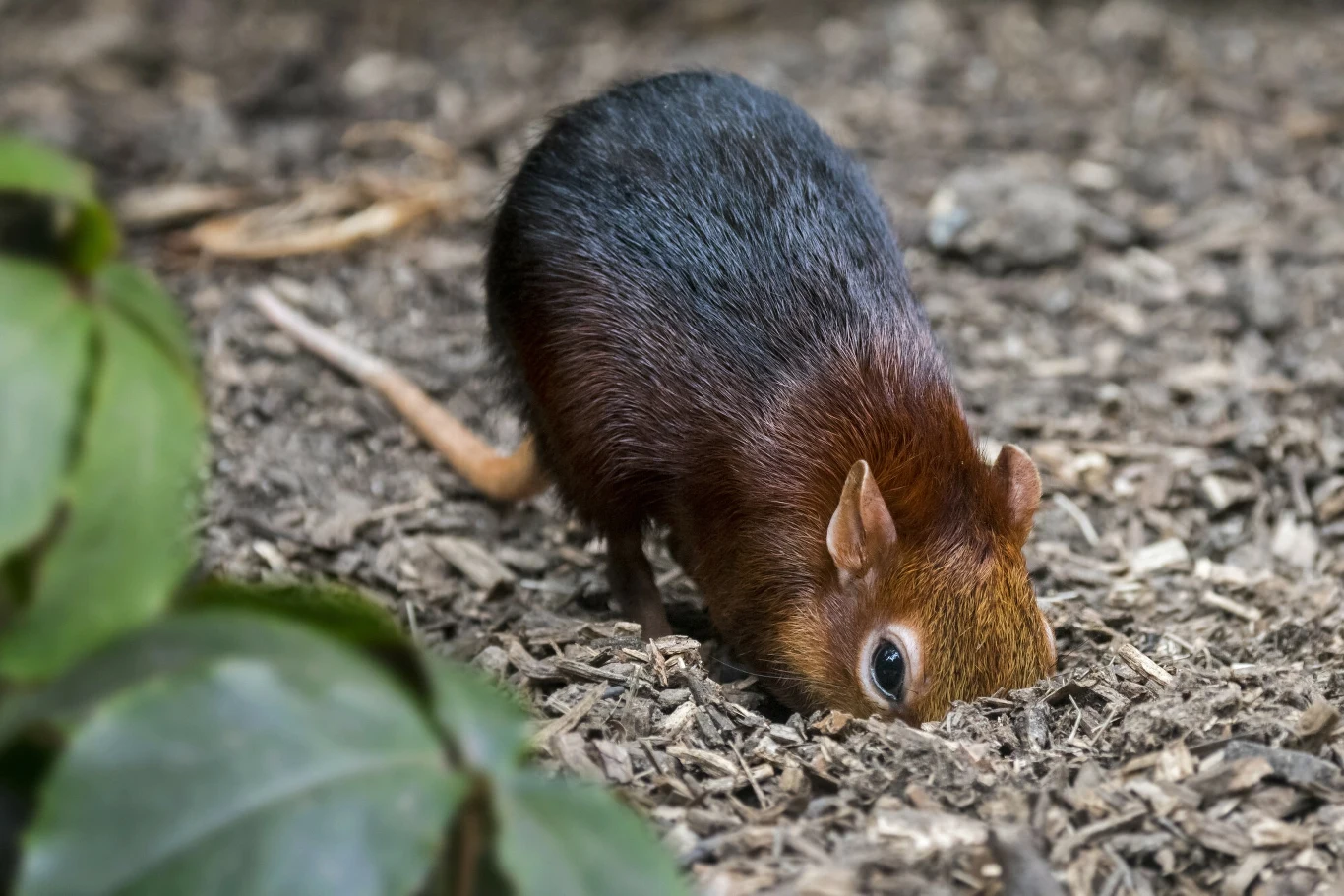 Ryjówka o brunatno-szarej sierści przeszukuje ziemię w poszukiwaniu pożywienia. W tle widoczna jest zielona roślinność, podkreślająca naturalne otoczenie zwierzęcia.