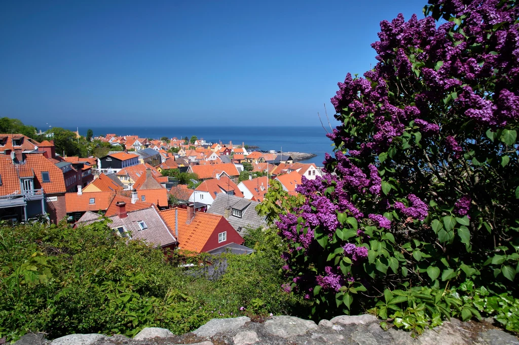 Bornholm to urokliwa wyspa, którą pokochają zarówno miłośnicy zwiedzania, jak i aktywnego wypoczynku Kolorowe dachy miasteczka przy brzegu morza, w tle morze i błękitne niebo, na pierwszym planie krzewy kwitnące na fioletowo.
