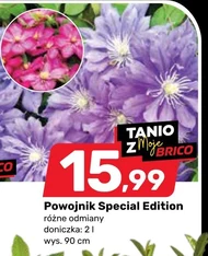 Powojnik Special