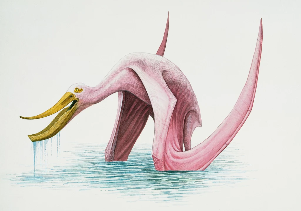 Pterodaustro - ten pterozaur zapewne filtrował pokarm z wody Różowe fantastyczne stworzenie z długim dziobem oraz długimi szyjami i ogonem, stojące w wodzie. Jego pozy przypominają ślimaka wyciągającego wodę z rzeki.