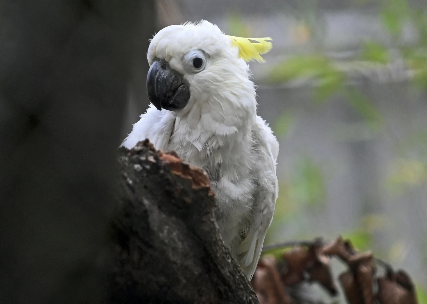 Biały kakadu siedzący na gałęzi drzewa, otoczony liśćmi i naturalnym środowiskiem. Ptak ma czarne oczy i dziób oraz żółty element na głowie. Wygląda naturalnie i spokojnie w zielonym tle.