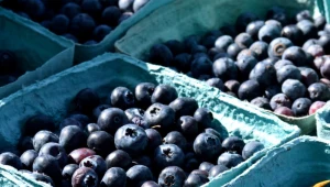 Podlewaj tym borówkę amerykańską. Kosztuje 1,50 zł, a będziesz zbierać owoce kilogramami